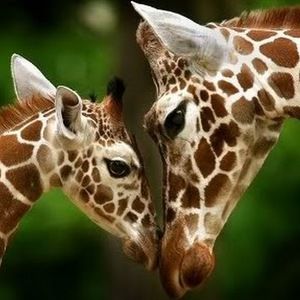 Meet your Posher, Aimee